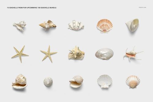 Front view of a polyester throw pillow mockup featuring various realistic seashell designs on a light background.