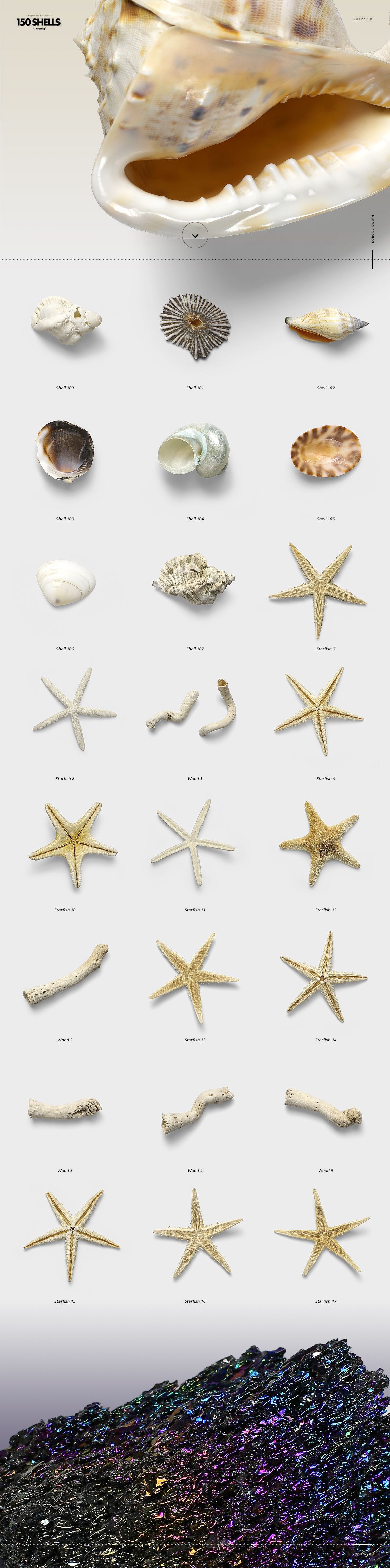 Assorted seashells, starfish, and coral pieces displayed on a light background, shown from a top view.