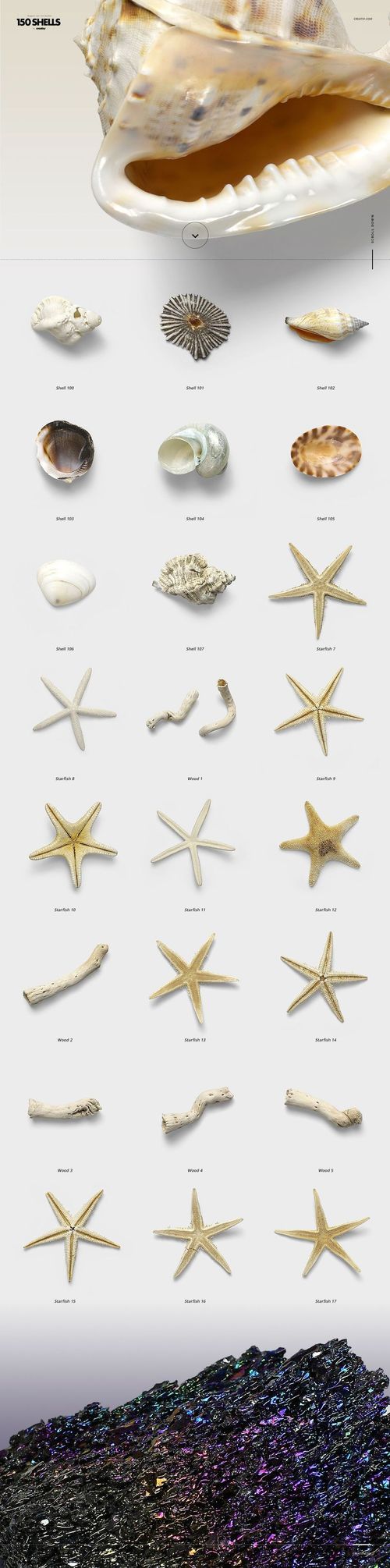 Assorted seashells, starfish, and coral pieces displayed on a light background, shown from a top view.