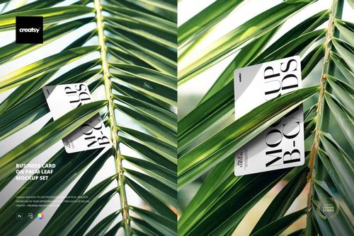 Business card mockup displayed between green palm leaves, shown from a top view with natural lighting.