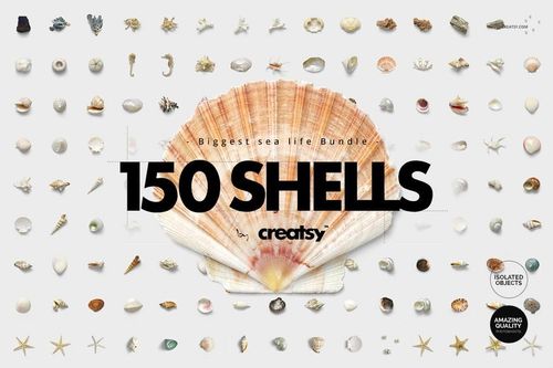 Top view of assorted seashells, starfishes, and corals arranged in rows on a light background with a large shell centerpiece.