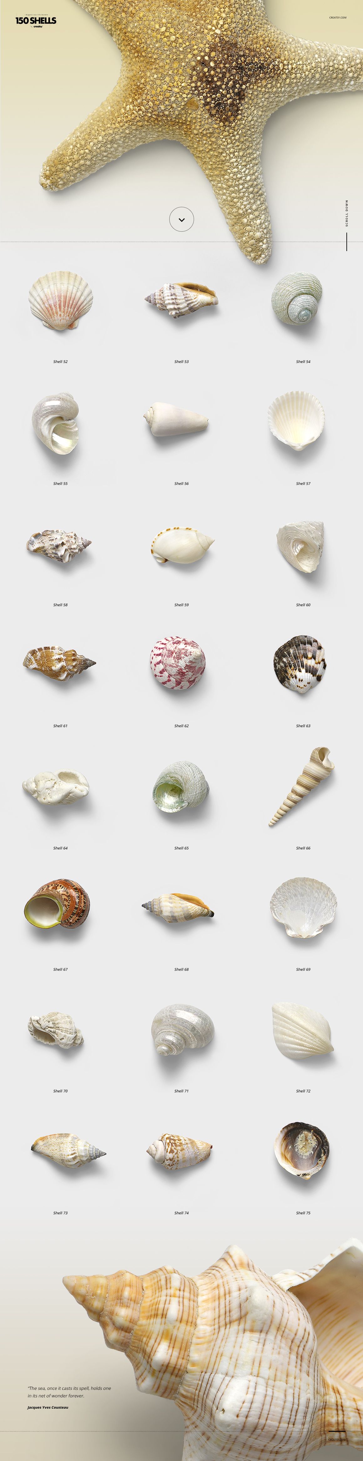 Top view of various isolated seashells and a starfish arranged on a light background, showing natural colors.