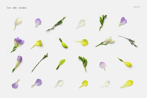 Assorted small flower petals and sprigs arranged in rows on a white background, viewed from above.