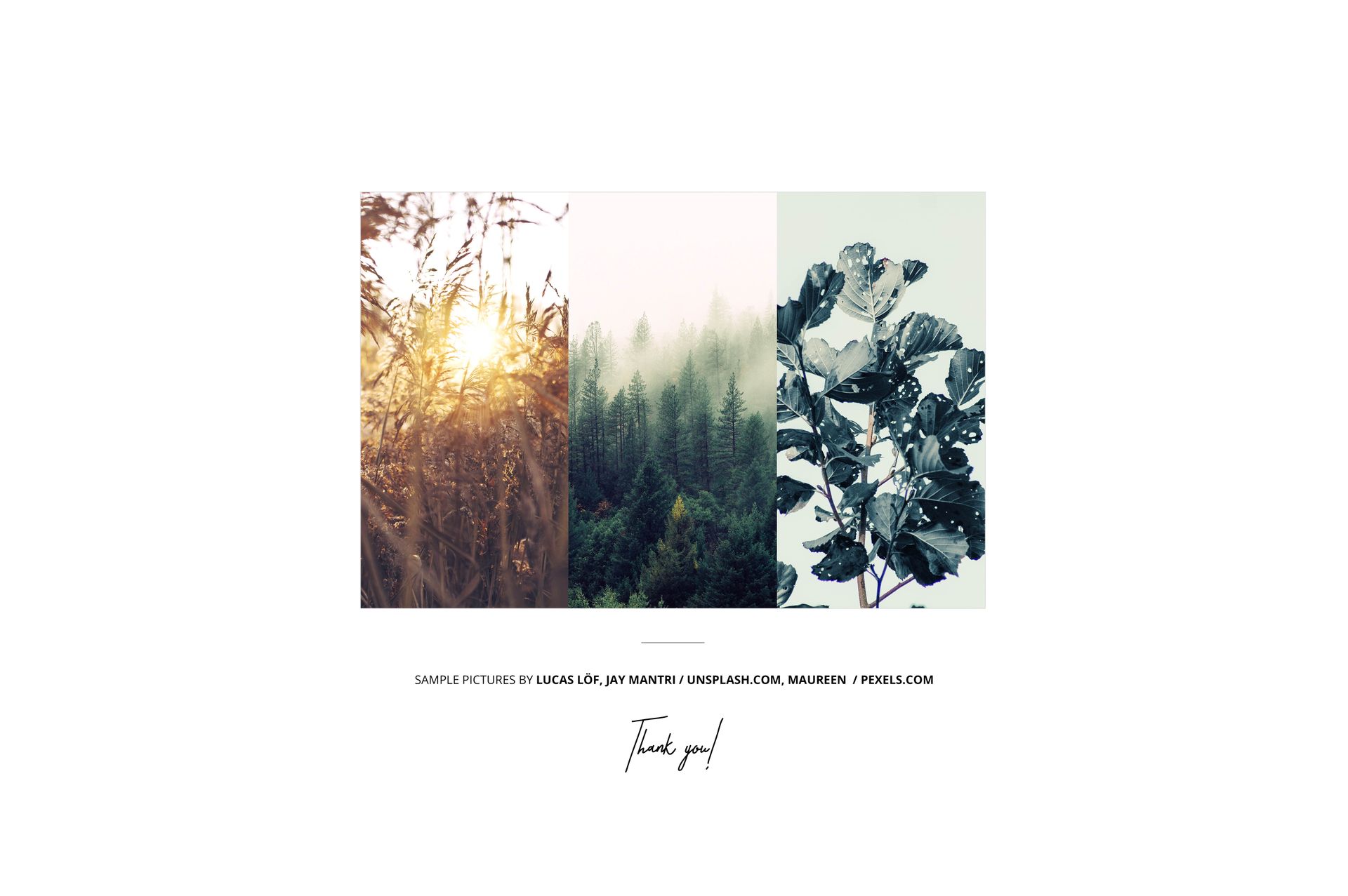 Front view of three color swatch mockups showing a golden field, dense forest, and black-and-white foliage on a white background.