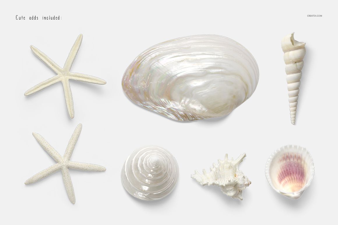 Assorted seashells and starfish arranged on a light background, viewed from above with natural shadows.