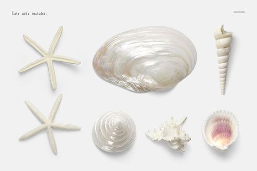Assorted seashells and starfish arranged on a light background, viewed from above with natural shadows.