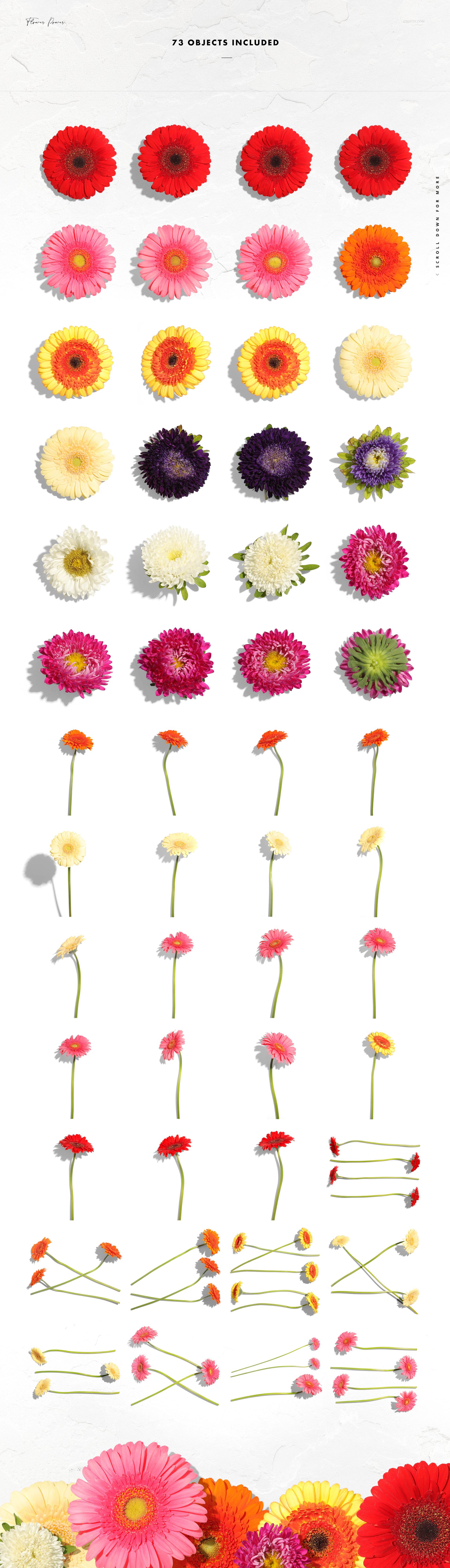Gerberas & Asters Isolated Objects - mockup screenshot 2