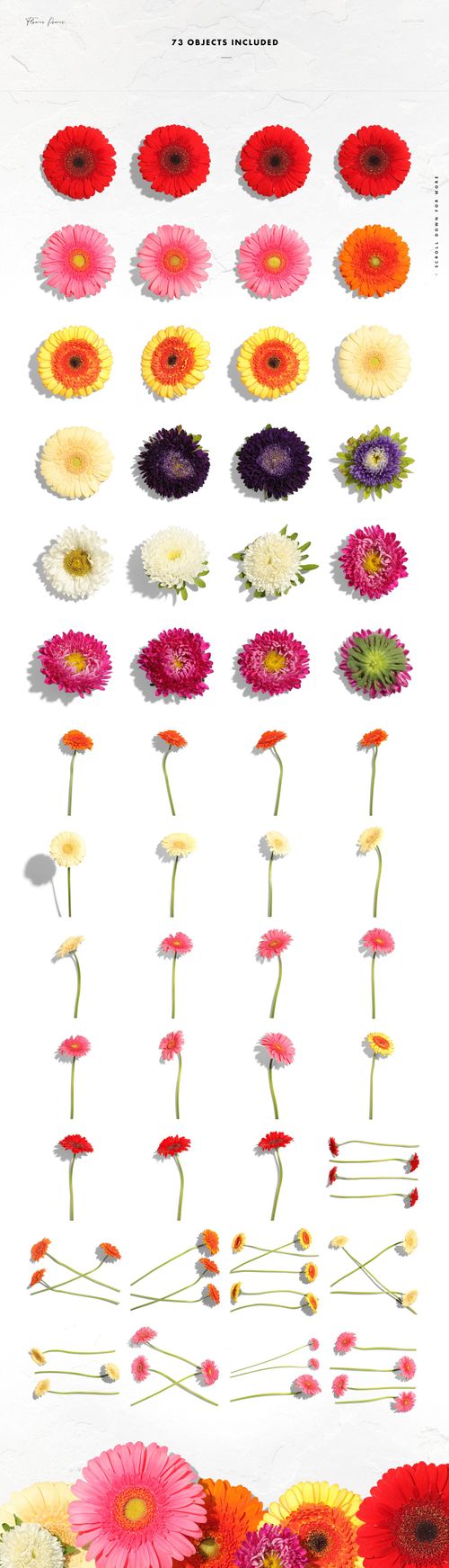Collection of colorful gerbera and aster flower tops and stems, displayed in a vertical layout for PSD mockup use.