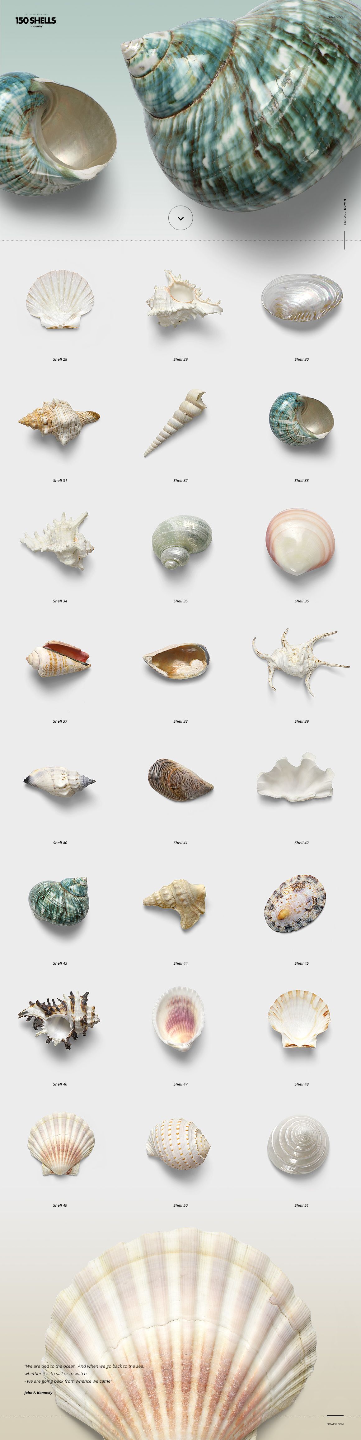 Collection of isolated shells, starfish, and corals displayed on a light background, top view with soft shadows.