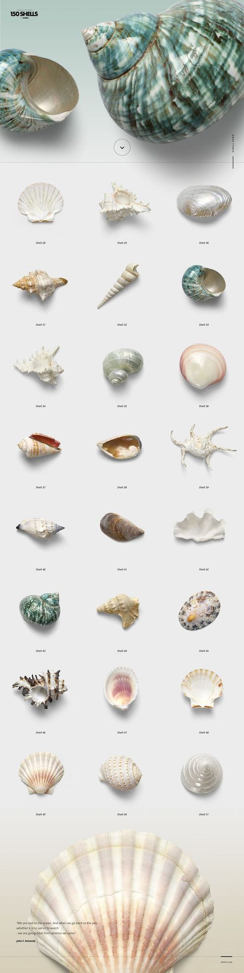 Collection of isolated shells, starfish, and corals displayed on a light background, top view with soft shadows.