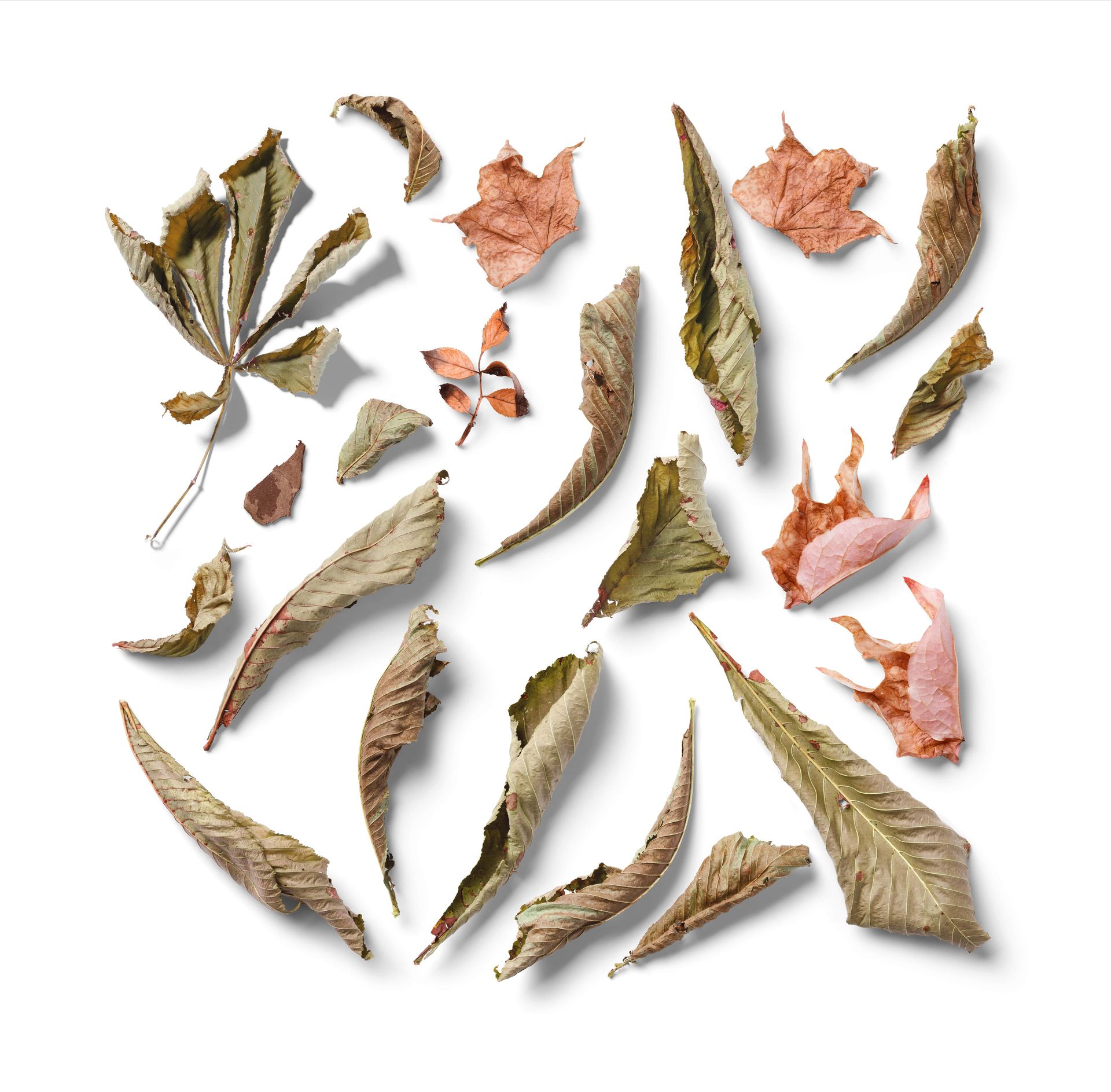 Collection of isolated fall leaves with realistic shadows, displayed in a PSD mockup, viewed from above.