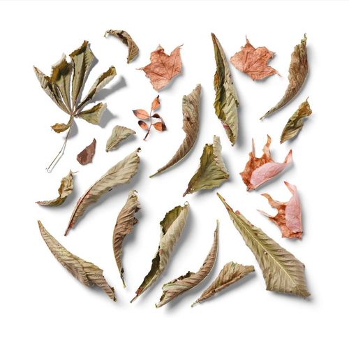 Collection of isolated fall leaves with realistic shadows, displayed in a PSD mockup, viewed from above.