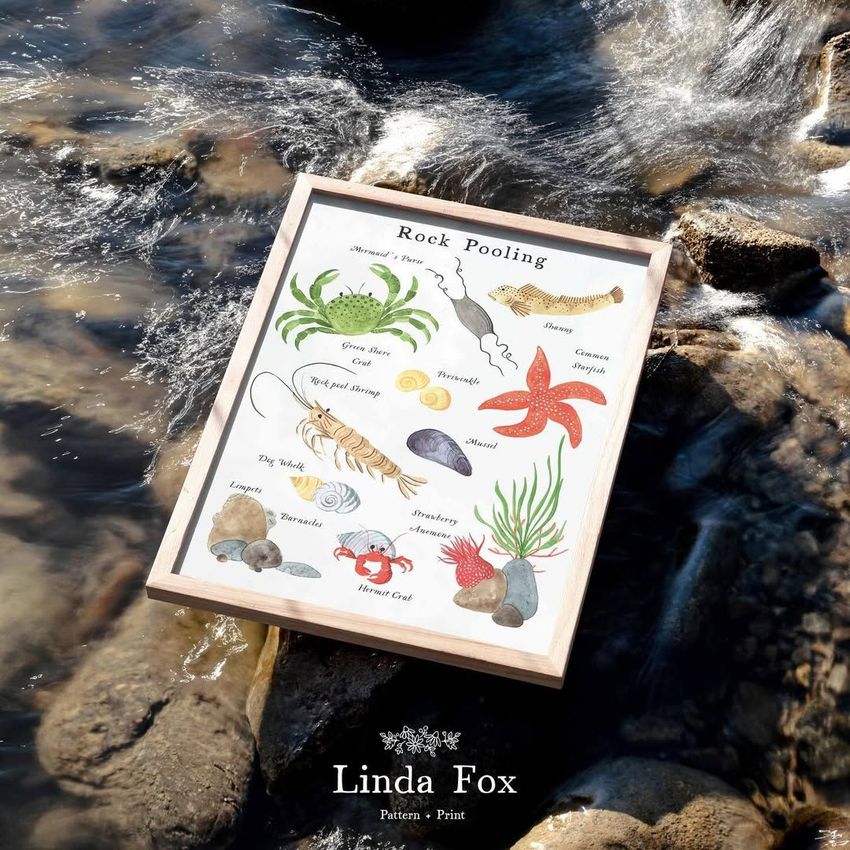 Rock Pooling by Linda Fox - Files in Use example
