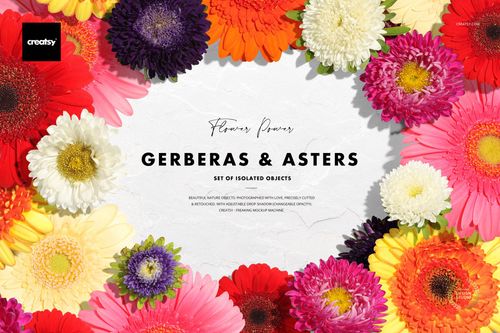 Gerberas & Asters Isolated Objects - mockup preview 1