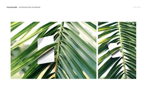 White business card mockup placed between green palm leaves, shown from two different angles in natural sunlight.