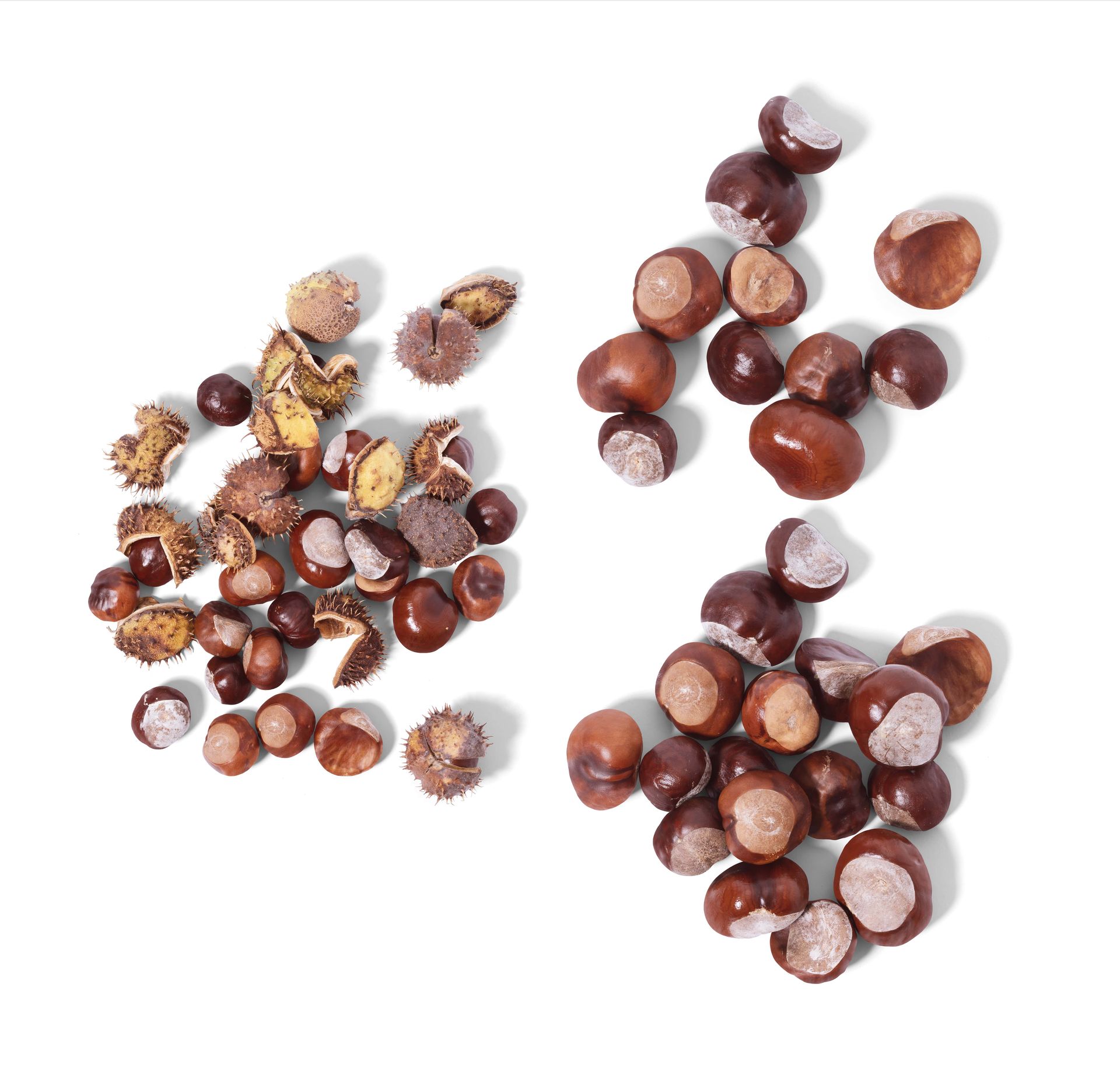PSD mockup featuring scattered brown conkers and prickly seed pods with visible shadows on a white backdrop.