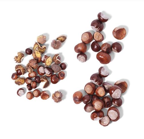 PSD mockup featuring scattered brown conkers and prickly seed pods with visible shadows on a white backdrop.