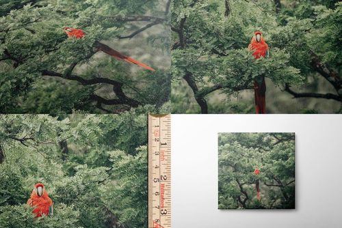Square cotton satin canvas print mockup featuring a closeup view of a parrot in green tree branches.