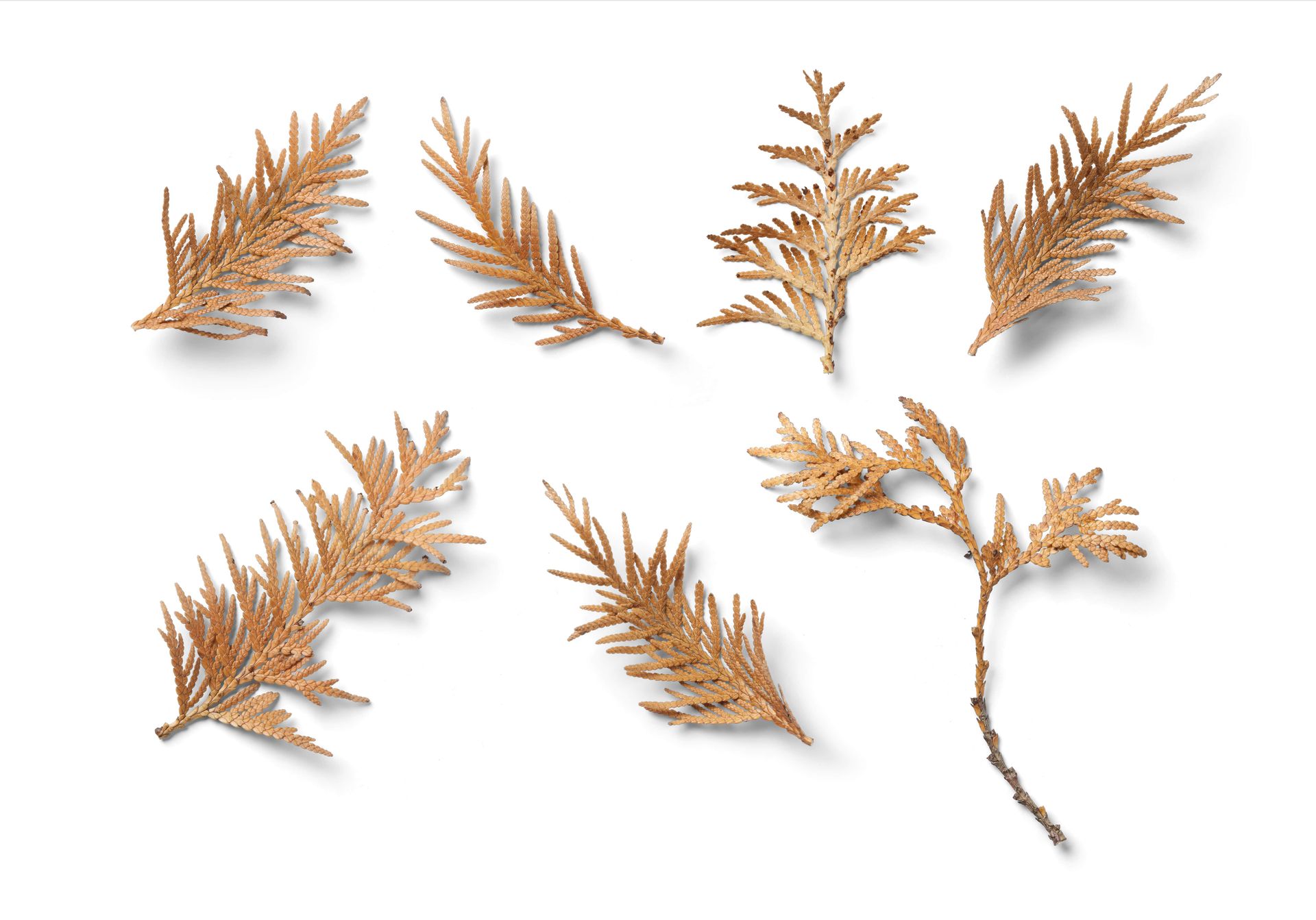 PSD mockup featuring seven individual autumn leaves in various shapes, shown from above on a clean white background.