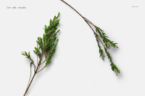 Two sprigs of green foliage arranged diagonally on a white surface, with small text in the upper left corner.