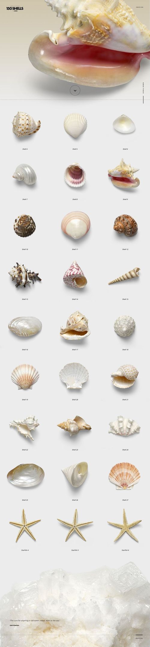Collection of assorted seashells, starfish, and coral objects isolated on a light background, top view layout.