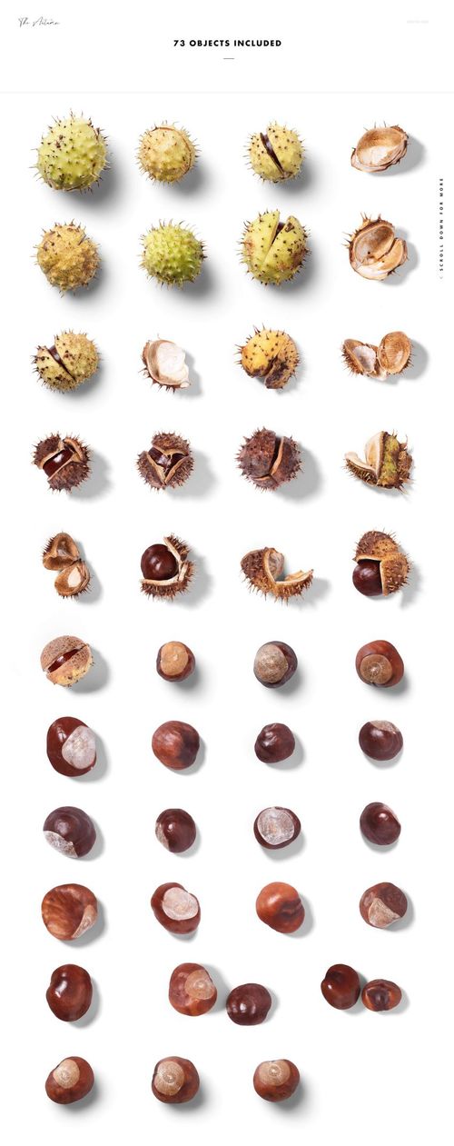 PSD mockup featuring isolated autumn conkers and leaves, organized in lines with realistic shadows on white.