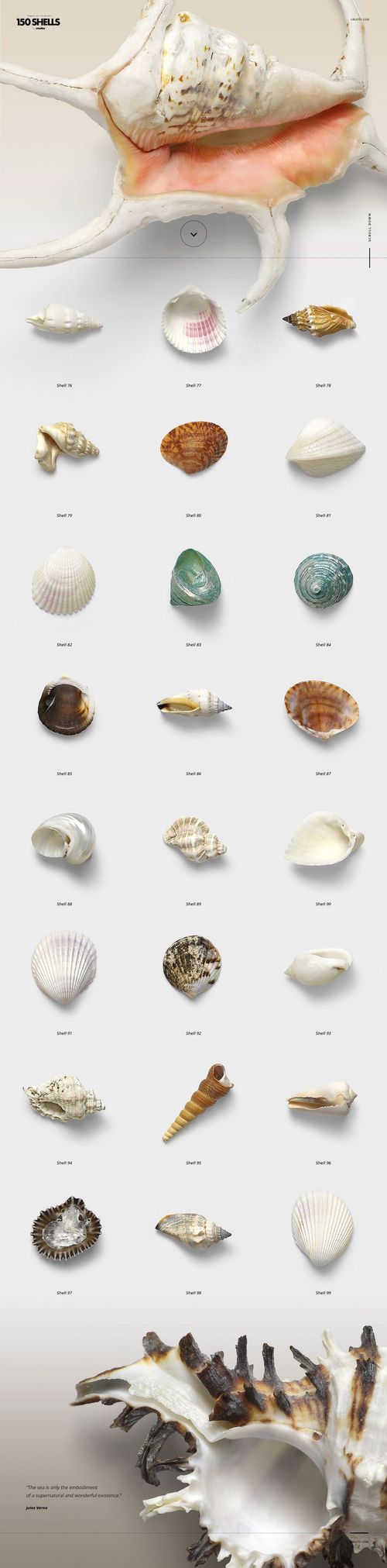 Assorted seashells and marine objects displayed in rows on a light background, shown from a top view perspective.