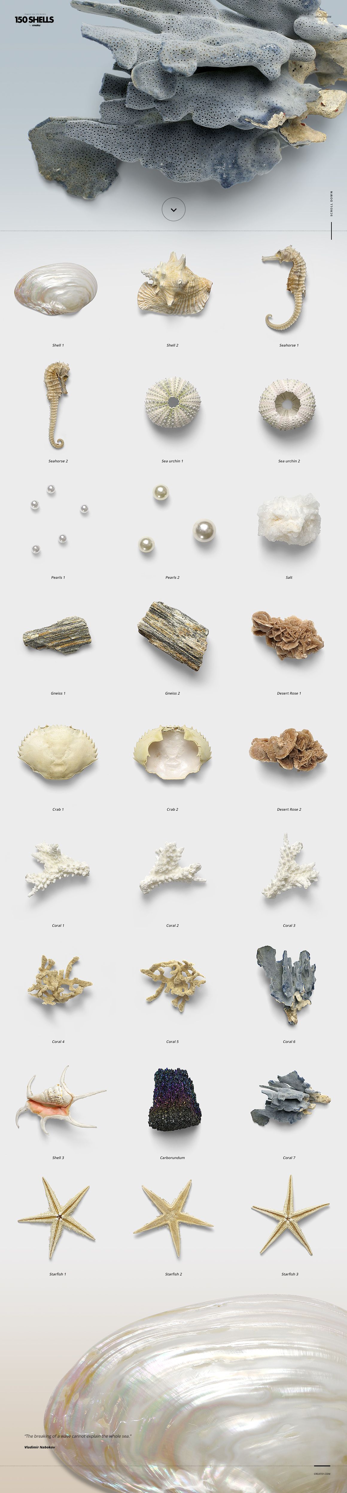 Assorted shells, starfish, corals, and sea objects arranged in rows on a light background, top view.